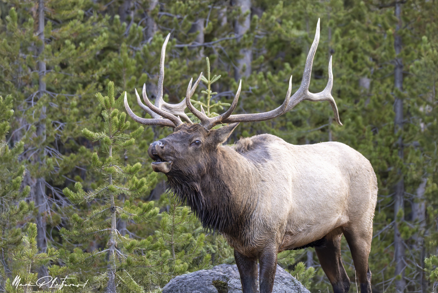 /gallery/north_america/USA/Wyoming/yellowstone/Bull Elk Yellowstone NP Sept 2024-027_med.jpg